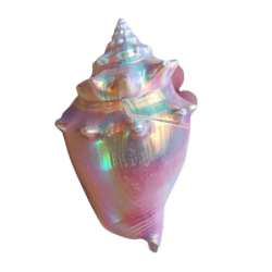 opalized shell opal
