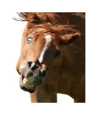 funny horse animals