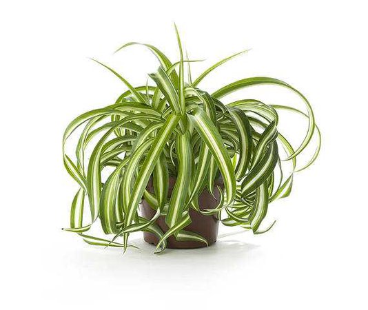 Spider Air Purifying Plant Safe for Pets Easy Care