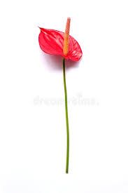 tail flower png - Google Search