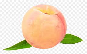 peach no background - Google Search