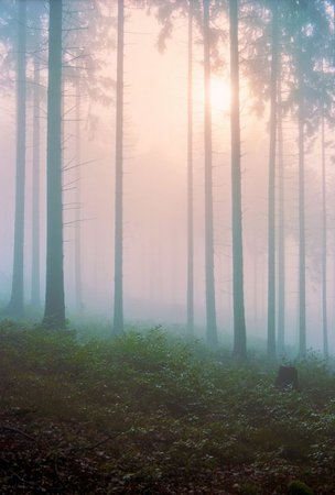 misty forest