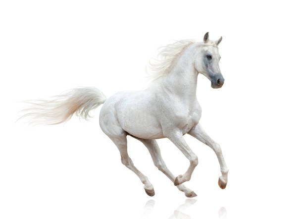 snow white arabian horse
