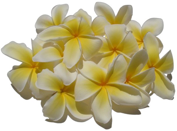 Plumeria  Loose Flowers  Exotic Island Plumeria's  Two Tone Color - Yellow & White