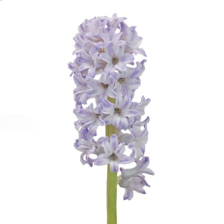 Lavender Grey Hyacinth Flower | FiftyFlowers.com