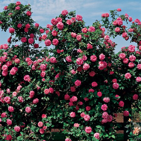 climbing rose wall hedge pink