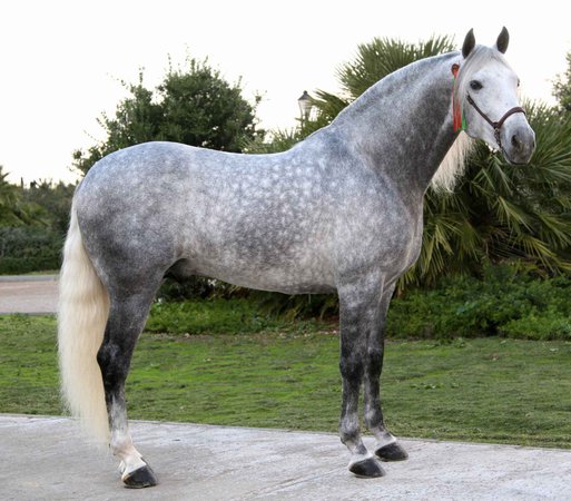 gray horse - Google Search
