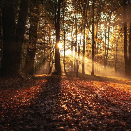 woodland walks in autumn - Google Search