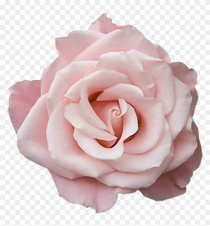 285-2857996_pink-tumblr-transparent-rose-flower-freetoedit-transparent-pastel.png (840×904)