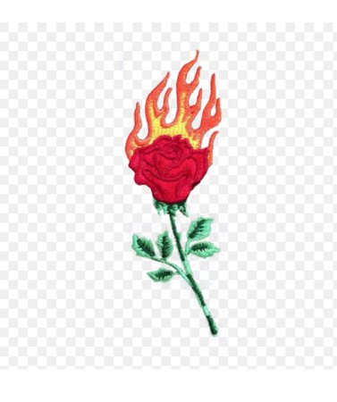 patch burning rose