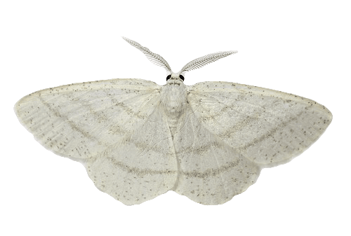 cias pngs // moth white