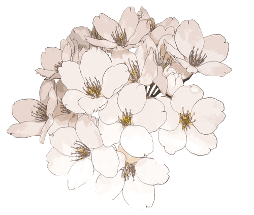 flower blossom png