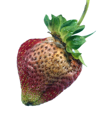 rotting strawberry
