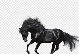 black horse white background - Google Search