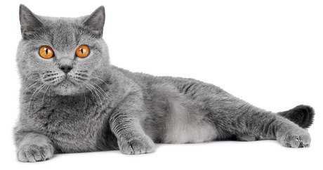 grey cats - Google Search