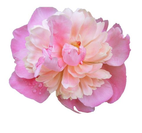 pink flower png filler