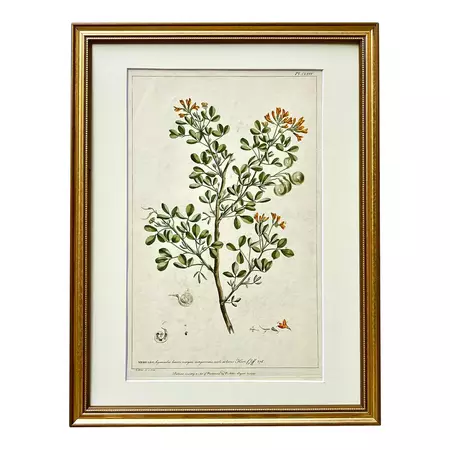 Phillip Miller | Botanical Print of Medicago Herb, London 1757 | Chairish