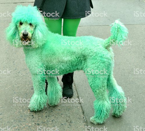 Green/Mint Dog