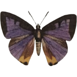 moth butterfly purple yellow