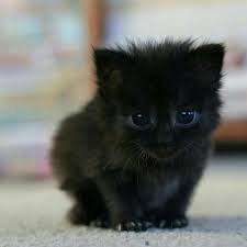 black kitten - Google Search