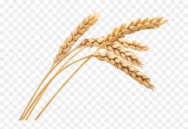 wheat png - Google Search