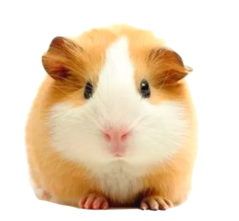 Ginea pig / hamster ? PNG