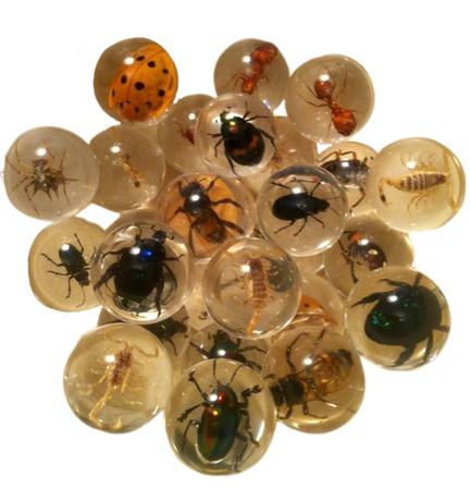Insect orbs