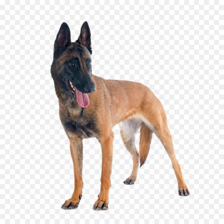 Police Cartoon png download - 1500*1500 - Free Transparent Malinois Dog png Download. - CleanPNG / KissPNG