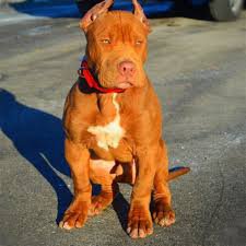 red nose pitbull - Google Search