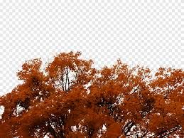 autumn tree png - Google Search