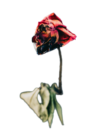 dead rose flowers