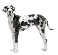 Great Dane spotted - Google Search