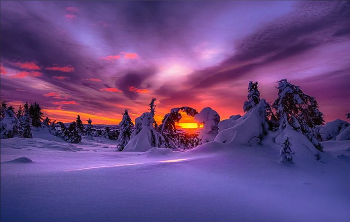 Purple Sunset in the Snow