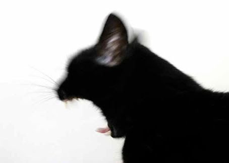 Items similar to Black Cat Yawning Yawn Roar Roaring Kitty Feline Black Fur Pink Tongue White Fangs Unique Blurred Action Weird Odd Photography Photo Print ...