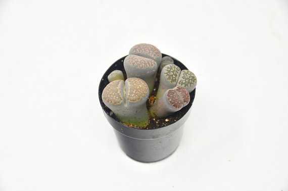 Succulent Lithops Stone Faces 1-Pack / 2.5 Pot / Live