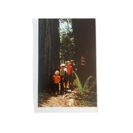 Vintage Tall Trees Trail Picture