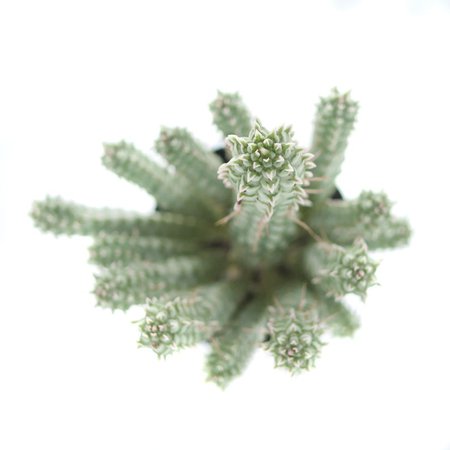 Variegated Corn Cob Cactus 2.5 inch Euphorbia Mammillaris | Etsy