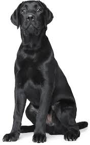 black dog white background - Google Search