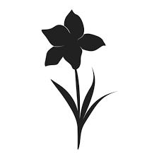 black daffodil - Google Search