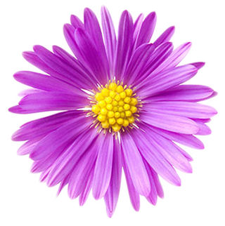 purple aster flower 1