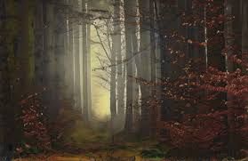 forest in dusk - Google Search
