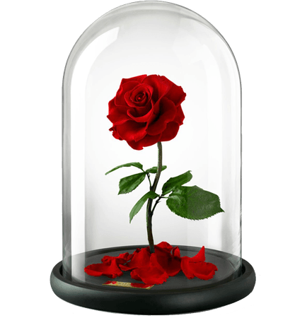 Belle Beast Rose United Kingdom Flower - rose 555*575 transprent Png Free Download - Flower, Red, Rose Family.