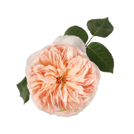Garden Rose, Juliet (David Austin) - Blush Pinky Peach - Potomac Floral Wholesale