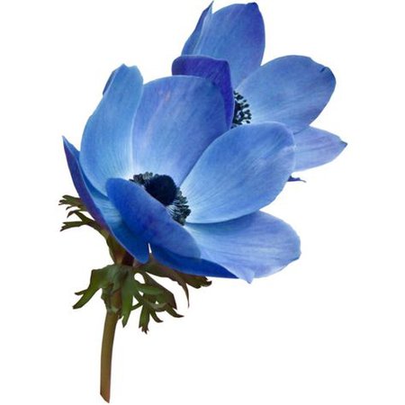 Blue Flowers png filler