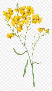 aesthetic real wildflowers png - Google Search
