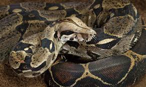 boa constrictor snake - Google Search