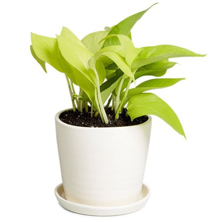 7 Office Plants You Won’t Kill | Real Simple
