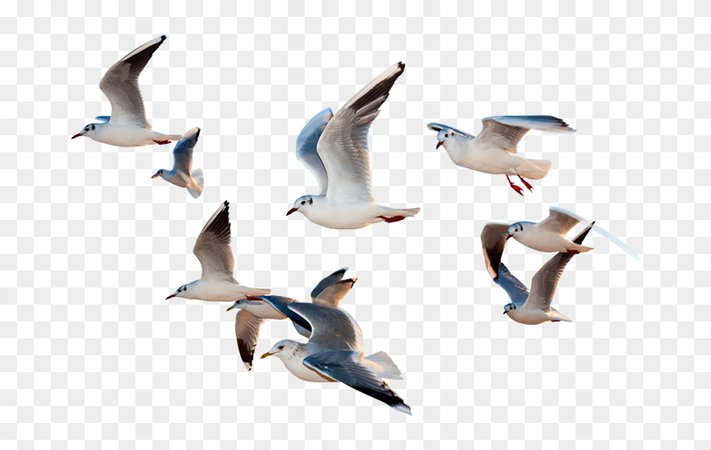 5404957-birds-flying-png-paragraph-of-i-would-be-a-bird-transparent-png-birds-flying-png-840_532_preview.png (840×532)