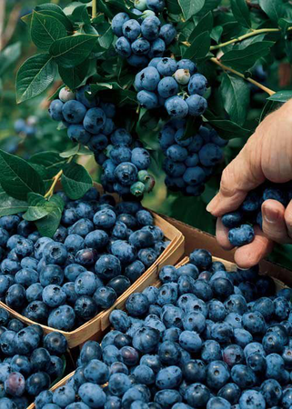 blueberry aesthetic