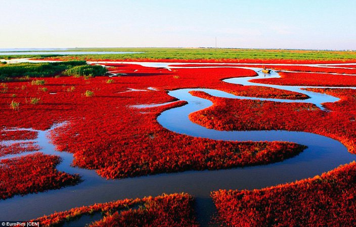 Tourists flock to China's Panjin Red Beach that turns crimson every autumn | Daily Mail Online